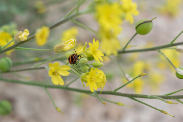 red bug on a yellow flower