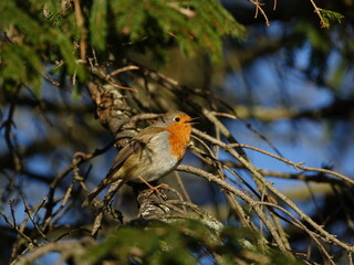 male European robin (Erithacus rubecula) singing from the branch of a fir tree, on a relatively warm winters day in UK
