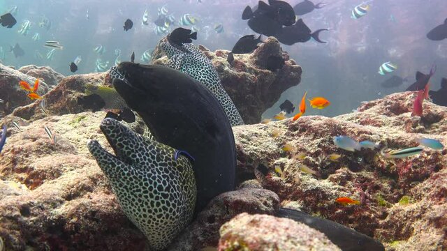  Moray eels.  Fascinating diving off the coast of the Maldives archipelago.