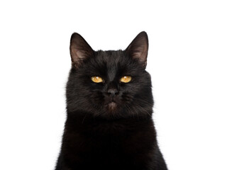 portrait black cat with yellow eyes isolated on white background