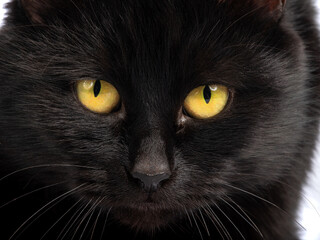 portrait black cat with yellow eyes isolated on white background