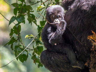 Wild Silverback gorilla baby in Bwindi Impenetrable Forest Uganda
