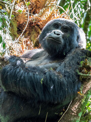 Wild Silverback gorilla in Bwindi Impenetrable Forest Uganda