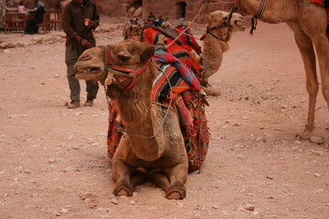 Dromadaire – Jordanie, Petra