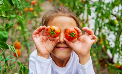 The child is harvesting tomatoes. Selective focus.