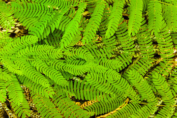 Twigs lying on the ground with leaves of Albizia julibrissin, close-up.