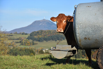 Vache Salers et citerne à eau dans le Puy de Dôme