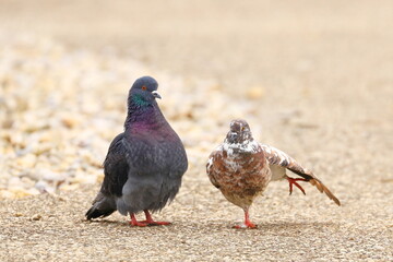 Two birds in love, love is in the air, animal's togetherness