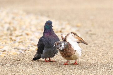 Two birds in love, love is in the air, animal's togetherness