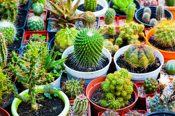 Various types of cacti in pots.