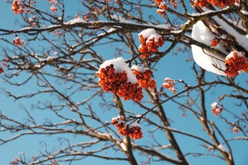 Rowan in the winter in the snow. Red berries in the snow. Rowan berry against the sky