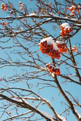 Rowan in the winter in the snow. Red berries in the snow. Rowan berry against the sky