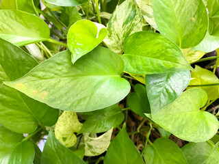 The leaf of  Golden pothos planted in a potted plant, this is the detail of green leaf of garden tree