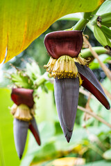 Banana blossom on banana tree. They are red and yellow flowers , the raw fruit is green. They were planted on the ground, a tropical fruit tree native to Southeast Asia. The vegetables for cooking.