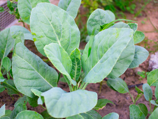 Growing Chinese kale vegetable or Chinese Broccoli Plants (Brassica oleracea var. alboglabra). They are green crop that grows on on the ground, high vitamins A and C and rich in calcium