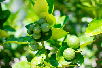 Green limes on the lime tree (Citrus aurantifolia), they are closely related to lemon. It has a sour taste and is an excellent source of vitamin C.