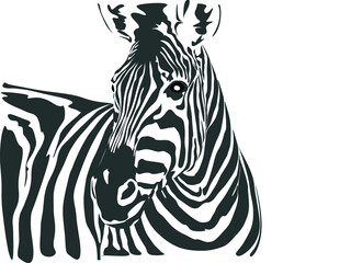 Zebra animal illustration, nature conservation vector black and white.
