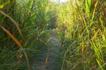 Earthen path between growing green reeds.