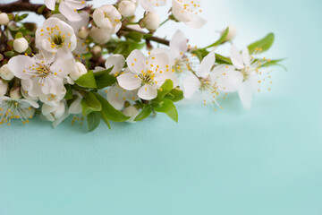 Spring banner- blossom branches on light green background, space for text