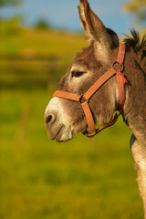 Donkey in sunset light. Farming and agriculture. Scene from a farm at country side, next to beautiful hills.