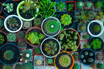 Different types of cacti in pots, top view.