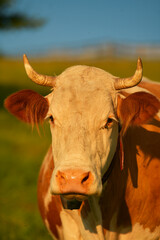 Farming and agriculture. A cow is looking straight to the camera while standing on grass during a summer sunset. Scene from a farm.