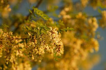 Details of a locust tree in sunset light over a cloudy sky. Trees from nature.