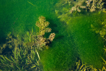 Surface of green swampy water with algae.