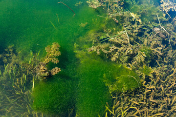 Fototapeta na wymiar Surface of green swampy water with algae.