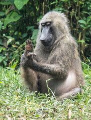 Wild baboon in Uganda
