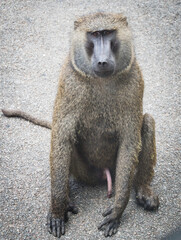 Wild baboon in Uganda