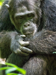 Wild chimpanzee in Kibale Forest Uganda
