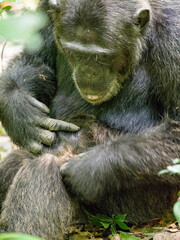 Wild chimpanzee in Kibale Forest Uganda