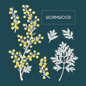 Big vector set of wormwood flowers and leaves