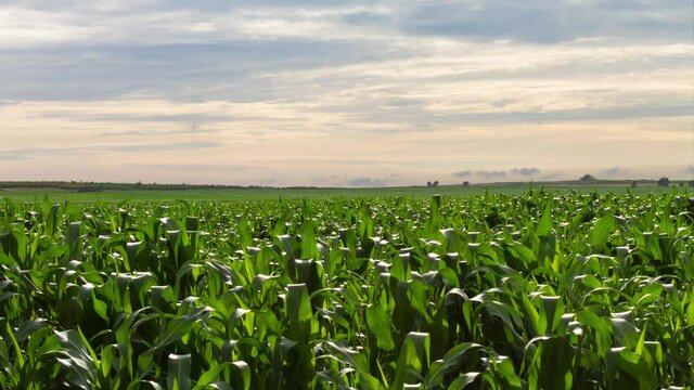 Time lapse clouds over a green maize field