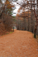 Naklejka premium 길