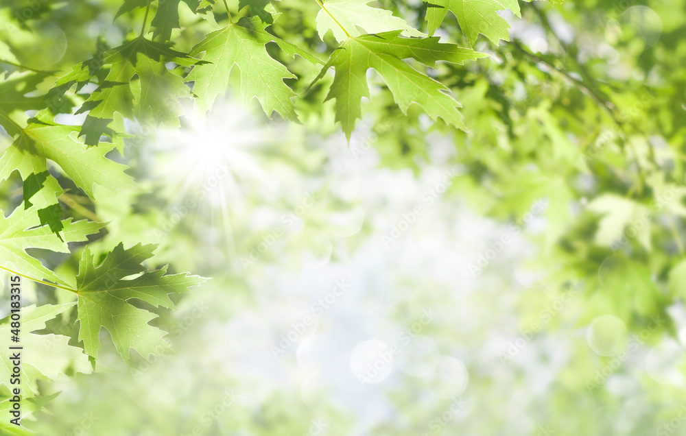 Aufkleber spring background. fresh bright leaves of maple tree in the sunlight.