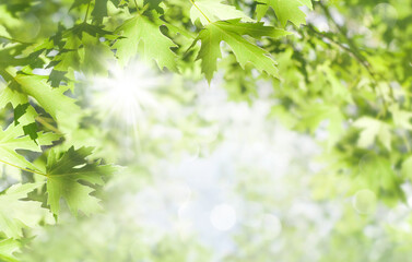 Fototapeta na wymiar Spring background. Fresh bright leaves of maple tree in the sunlight.