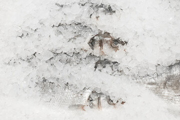 Raw frozen fish cold in ice fresh seafood on the supermarket counter