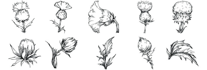 Thistle by hand drawing. Wildflower floral logo or tattoo highly detailed in line art style. Black and white clip art isolated. Antique vintage engraving illustration for emblem. Herbal medicine.