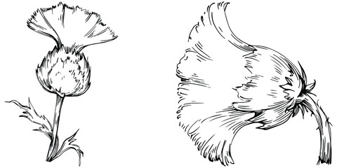 Thistle by hand drawing. Wildflower floral logo or tattoo highly detailed in line art style. Black and white clip art isolated. Antique vintage engraving illustration for emblem. Herbal medicine.