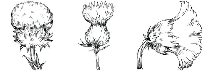 Obraz premium Thistle by hand drawing. Wildflower floral logo or tattoo highly detailed in line art style. Black and white clip art isolated. Antique vintage engraving illustration for emblem. Herbal medicine.