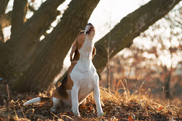 Howling dog. Beagle breed dog sitting on his back legs rising head and barking against nature...