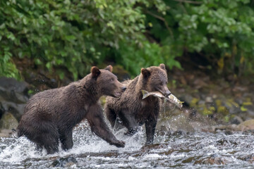 Fototapeta premium Coastal Brown (Grizzly) Bear (Ursus arctos) running through an river carrying a salmon with another bear running alongside.
