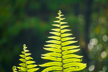Fern leaves on natural morning light background