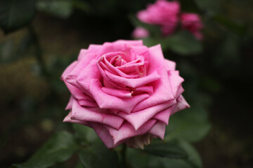 A wonderful varietal pink rose blooms in the summer garden.
