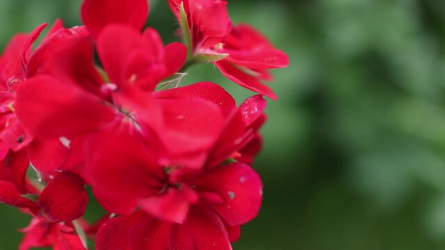 bright red flower bud of blooming pelargonium in sun beams. geranium in bloom petals on green leaves blurred background. mom's Mother's Day spring holiday greeting or women's day, love mood concept 