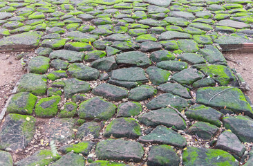 Green moss on old stone footpath
