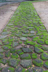 Green moss on old stone footpath