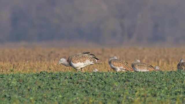 Great bustards on a field in winter